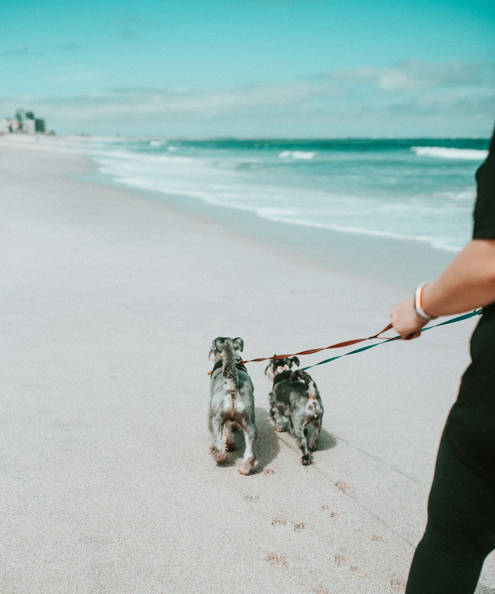 Two small gray dogs on leashes trotting along a sandy beach beside their owner
